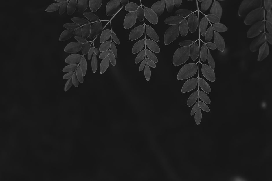 Illustration related to moringa